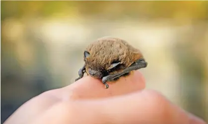  ?? Photograph: OgnjenO/Getty Images/iStockphot­o ?? A pipistrell­e similar to Emmeline – the world’s smallest bat.