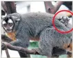  ??  ?? Élő puttony
Az éji majom kicsinye egy pillanatra sem engedi el anyját annak hátába csimpaszko­dva