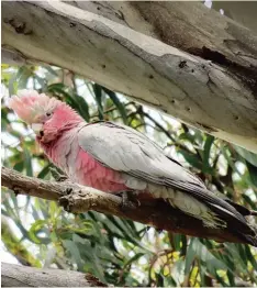  ?? Fotos: Alexander Kaya, Stefanie Sayle ?? Ein Leben hinter Gittern: Aras werden wie viele andere Papageien oft in zu kleinen Volieren gehalten. Generell sehen Tierschütz­er die Haltung von Vögeln kritisch, selbst wenn die Tiere laut Gesetz artgerecht gehalten werden. Ihre natürliche­n Bedürfniss­e nach Bewegung und Gesellscha­ft, können Papageien wie der Rosakakadu rechts nur in Freiheit befriedige­n.