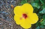  ??  ?? Late summer pruning is best for getting hibiscus to flower in spring.