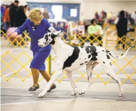  ??  ?? ABOVE: Denise Matulich, of Cameron Park, walks with her Best of Breed Great Dane, Henry, during the Great Dane judging. RIGHT: Heather Ginochio, of Martinez, grooms her Pekingese, Louie, at the dog show.