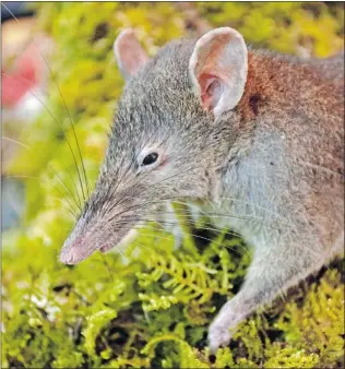  ?? KEVIN ROWE/ MUSEUM VICTORIA/ AP FILES ?? Paucidento­mys vermidax, a newly discovered species of near- toothless rat found in the forests of southern Sulawesi Island, Indonesia, is the only species of rodent that lack molars.