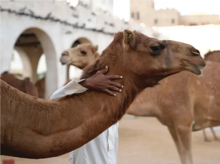  ?? ?? A shepherd pets a camel in Doha, Qatar, yesterday. Photo: Alessandra Tarantino/AP