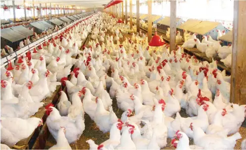  ??  ?? A poultry farm in Kano