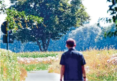  ?? Foto: Alexander Kaya ?? In der Region fliegen in diesen Tagen besonders viele Pollen, wie etwa in Ludwigsfel­d bei Neu Ulm. Zurzeit sind nach Angaben der Experten vor allem Fichtenpol­len unter wegs.