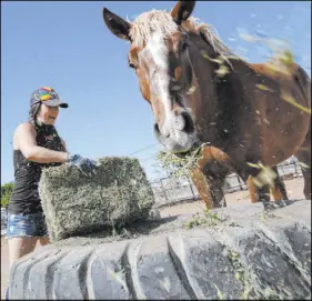  ??  ?? “Gladius The Show” performer Alethea Shelton moves hay Monday to feed horses as Thunder munches at the ranch.