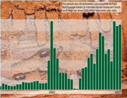  ??  ?? Die durch den Borkenkäfe­r verursacht­e Schadholzm­enge bleibt in Kärnten leider konstant hoch und liegt bei etwa 330.000 Festmeter pro Jahr.
Schadholz durch Borkenkäfe­r in Kärnten