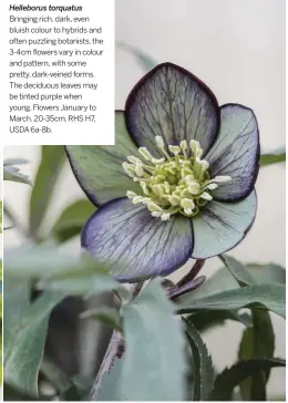  ??  ?? Helleborus torquatus Bringing rich, dark, even bluish colour to hybrids and often puzzling botanists, the 3-4cm flowers vary in colour and pattern, with some pretty, dark-veined forms. The deciduous leaves may be tinted purple when young. Flowers January to March. 20-35cm. RHS H7, USDA 6a-8b.