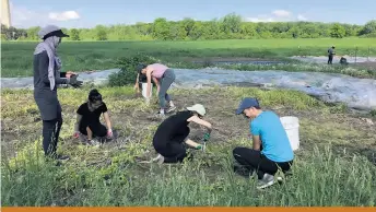  ??  ?? Les étudiants en stage de diététique aident au démarrage des cultures au Macdonald Studentrun Ecological Gardens pour apprendre les rudiments de l’agricultur­e.