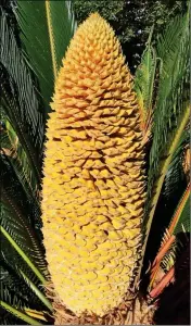  ?? PHOTO BY GRETCHEN HEBER ?? A MALE SAGO PALM has a cylindrica­l cone in its center.