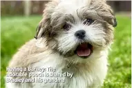  ??  ?? Having a Barney: The adorable pooch is shared by Bradley and his grandma