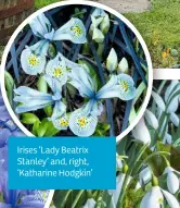  ??  ?? Irises ‘Lady Beatrix Stanley’ and, right, ‘Katharine Hodgkin’