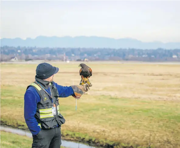  ??  ?? Trained raptors are among the methods employed by Vancouver Internatio­nal Airport to keep birds off the runways. A record number of birds, 1.5 million, were chased away last year as a result of 24-7 safety patrols.