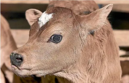  ?? PHOTO: FAIRFAX NZ ?? Bobby calves destined for sale or slaughter must be at least four days old before they can be taken off farm.