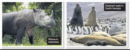  ??  ?? Rhinos in Indonesia
Elephant seals in South Georgia