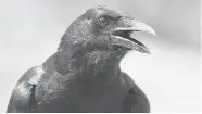  ??  ?? American Crow