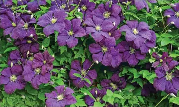  ?? ?? Purple haze: C. viticella viola is a stunning throwback to fast-growing wild clematis