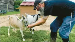  ?? BRIAN BREHM/THE WINCHESTER STAR ?? John Netzel treats pygmy goats Toby, left, and Walter to apple slices at Peaceful Fields Sanctuary in Frederick County. Toby is a three-legged goat who was rescued from the Virginia Beach area.