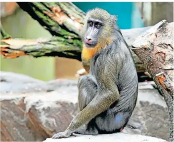  ?? FOTO: WALLHORN ?? Ein Foto aus dem Jahr 2010: Ein Mandrill-Weibchen sitzt auf einem Felsen im Gehege des Tierparks.