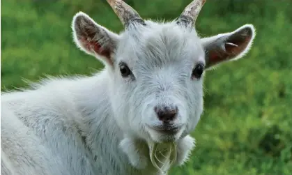 ?? Geoffrey Swaine/REX/Shuttersto­ck ?? Authoritie­s in Mexico allege a zoo director ordered four pygmy goats to be killed and cooked for a party at Christmas time. Photograph: