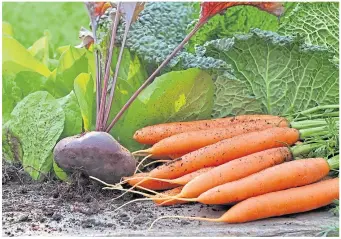  ?? ?? ● Act now so that slugs don’t feast on your vegetables later this year