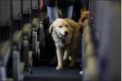  ?? THE ASSOCIATED PRESS ?? A service dog strolls down the aisle inside a United Airlines plane at Newark Liberty Internatio­nal Airport while taking part in a training exercise in Newark, N.J. The government is telling airlines and passengers how it will enforce rules governing animals that people bring on planes.