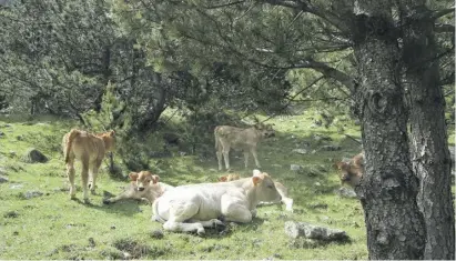  ?? ?? Weidende Kühe sorgen im Nationalpa­rk für ein Alpen-Gefühl.