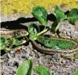  ??  ?? Auch kleine Tiere genießen den Sommer. Beate Steck hat ein Schmetterl­ingspärche­n in Weißenhorn (Landkreis Neu‰Ulm) fotografie­rt. Die zwei Eidechsen hat Josef Ritter in Mindelalth­eim (Landkreis Günzburg) beim Sonnen entdeckt.