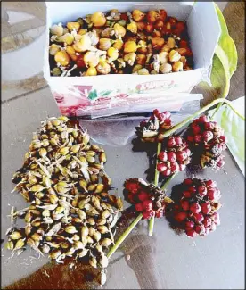  ??  ?? Phrynium (Hagikhik) fruits. (top/orange fruits, Phrynium interruptu­m in box); (right,…red fruits, Phrynium pubinerve) and the elongated brown seed of Phrynium bracteosum