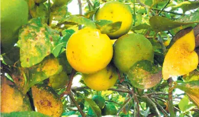  ?? ARCHIVO ?? PROBLEMA. Un árbol de naranjas que es afectado por la enfermedad asiática huanglonbi­ng.