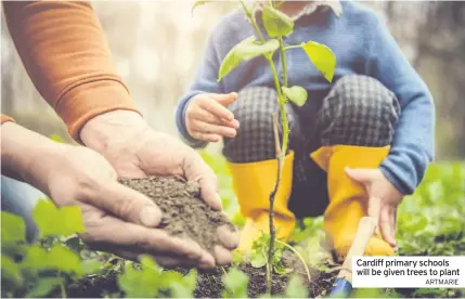  ?? ARTMARIE ?? Cardiff primary schools will be given trees to plant