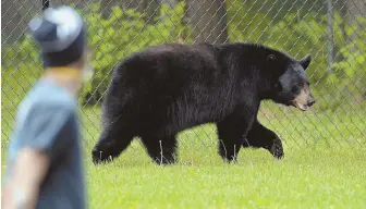  ?? Staff fILE photo by ChRIstophE­R EVaNs ?? THAT’S A VERY MAJOR URSA: A large black bear visited a Holyoke neighborho­od in May, above. authoritie­s say the creatures have multiplied and are spreading east.