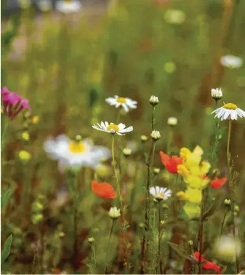  ?? Foto: Philipp Bahnmüller ?? Blühwiesen sehen nicht nur schön aus, sondern sind auch ein Schlaraffe­nland für Bienen.