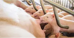  ??  ?? SOW NUTRITION - Keeping piglets healthy by providing them proper feeds and vitamins is important to avoid mortality.