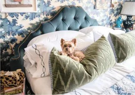  ??  ?? Teddy, designer Alex Papachrist­idis’s Yorkie, is featured in Susanna Salk’s book ‘At Home With Dogs and Their Designers’. PICTURE: STACEY BEWKES