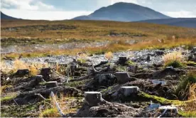  ??  ?? Scientists note the importance of appropriat­e nature restoratio­n to enhance biodiversi­ty and beat climate change. In the Flow Country, Scotland, above, restoratio­n of the blanket bog, a vast natural carbon sink, involves removing forestry plantation­s. Photograph: Murdo MacLeod/The Guardian