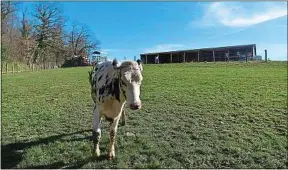  ??  ?? Les animaux abattus à la ferme ne quittent jamais leur environnem­ent.