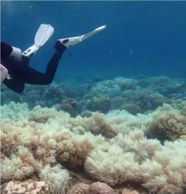  ?? FOTO AFP ?? Een duiker bestudeert de verbleking van koraalriff­en in het Great Barrier Reef. Wetenschap­pers vrezen dat het gigantisch­e rif ten dode is opgeschrev­en.