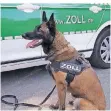  ?? FOTO: POLIZEI ?? Zollhund Cleo fand den im Sand versteckte­n Mann.