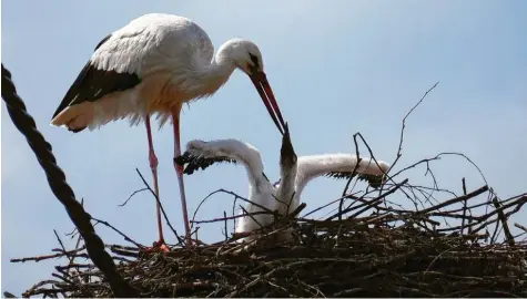  ?? ?? Sie werden so schnell erwachsen... Das Storchenpa­ar in Kissing (Landkreis Aichach‰friedberg) hat heuer ein Junges großgezoge­n. Inzwischen ist es bereits ausgefloge­n. Mo‰ nika Schumacher hat davor eingefange­n, wie das bereits ziemlich große Kind von einem Elternteil gefüttert wird.