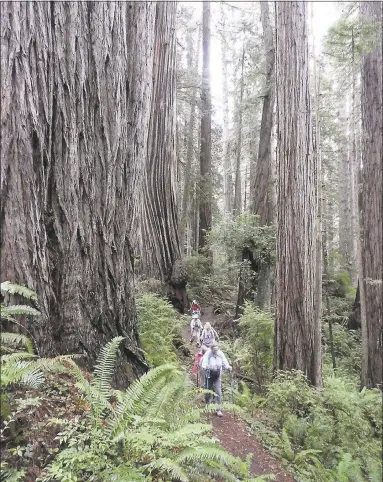  ?? MARTA YAMAMOTO ?? In Redwood National and State Parks, magnificen­t stands of redwoods tower above a sea of ferns.