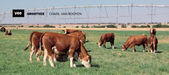  ??  ?? Simmentale­rverse by die spilpunt waarmee mnr. Johan Styger sy aangeplant­e weiding besproei sodat die verse in gunstige toestande kan uitgroei. Die aangeplant­e weiding bestaan uit verskillen­de meerjarige grassoorte, naamlik kropaar-, langswenk- en raaigras, en twee soorte klawer. Beheerde beweiding word deur skokdrade toegepas.