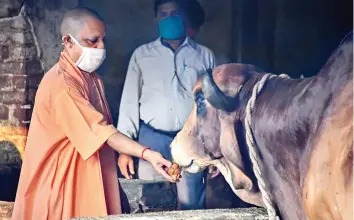  ?? — PTI ?? UP chief minister Yogi Adityanath feeds jaggery to cows at a shelter in the premises of Gorakhpur temple on Sunday.