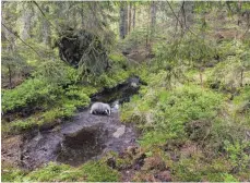  ?? FOTOS: KLAUS ECHLE ?? Ein typisches Echle-Foto: viel Natur mit einem Tier.