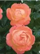  ?? STAR ROSES AND PLANTS ?? Orange Glow Knockout
Roses give abundant blooms.