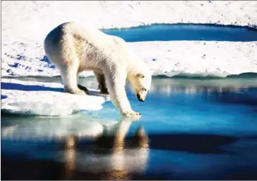  ?? MARIO HOPPMANN/EUROPEAN GEOSCIENCE­S UNION/AFP ?? A polar bear tests the strength of thin sea ice in the Arctic on September 13. As global warming affects the food chain in the Arctic, scientists are struggling to predict its impact.