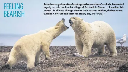  ?? Picture: EPA ?? Polar bears gather after feasting on the remains of a whale, harvested legally outside the Inupiat village of Kaktovik in Alaska, US, earlier this month. As climate change shrinks their natural habitat, the bears are turning Kaktovik into their sanctuary city.