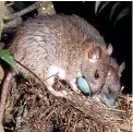  ??  ?? Barn owls might help reduce New Zealand’s rodent population.