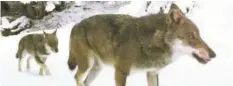  ?? ARCHIVBILD ?? Diesen Winter haben Wolfssicht­ungen stark zugenommen.