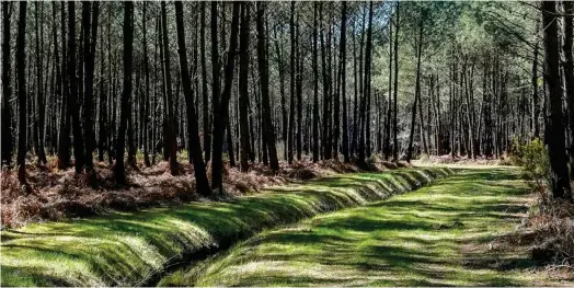  ?? ?? C’est dans cette zone forestière du Médoc que doivent être forés les puits d’eau potable. (Crédits : Agence APPA)